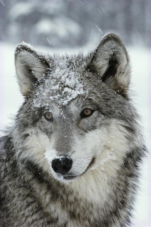 beautiful-wildlife: Snow on the face by Jim And Jamie Dutcher