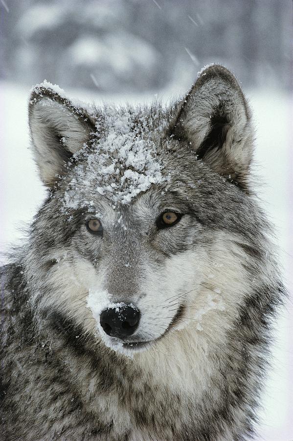 beautiful-wildlife:  Snow on the face by Jim And Jamie Dutcher