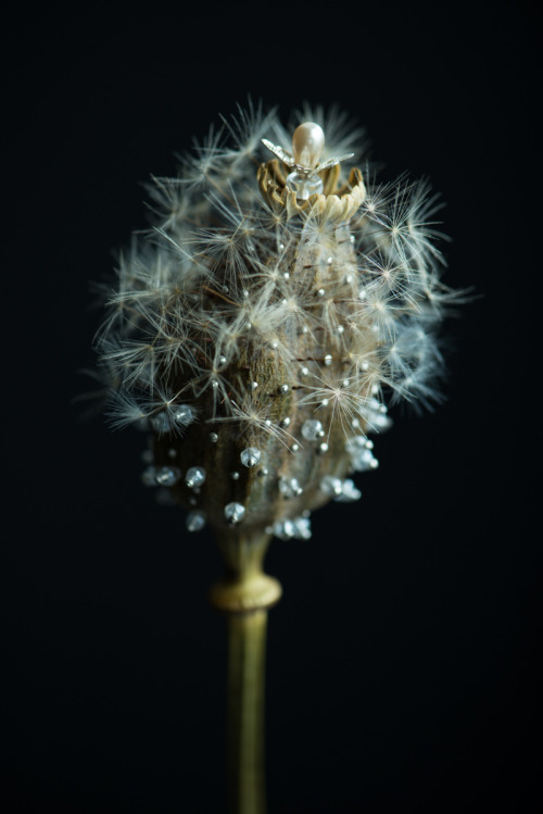 stonedsexandsweets: darksilenceinsuburbia: Isabelle Chapuis & Duy Anh Nhan Duc: Dandelion Wow