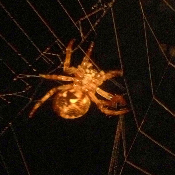 This fucking prehistoric beast has taken up residence outside my front door. Not