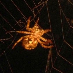 This fucking prehistoric beast has taken up residence outside my front door. Not cool bro. #spider #spiderweb #ohhellno #fuckthatshit