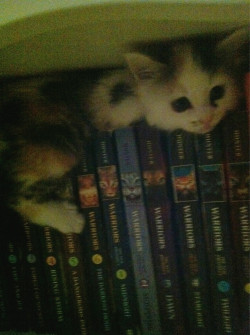 awwww-cute:  Could not find my kitten ANYWHERE this morning. After looking for 30 min I heard a little meow… She was sitting on top of a book series about cats on the bottom of my bookshelf. I definitely aww’d