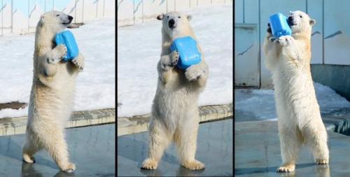 Polar bear “Milk” at Kushiro Zoo, Hokkaido Japan