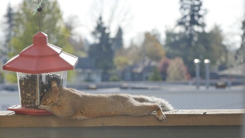 iamthebadwolf85:angryschnauzer:wolfsmom1:sixpencee:“My girlfriend put a bird feeder on our deck. Thi