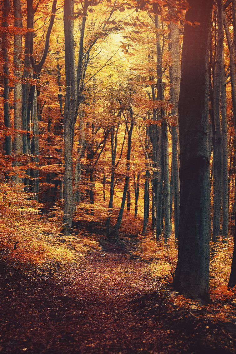 mstrkrftz:  Fall-Time by Ildiko Neer