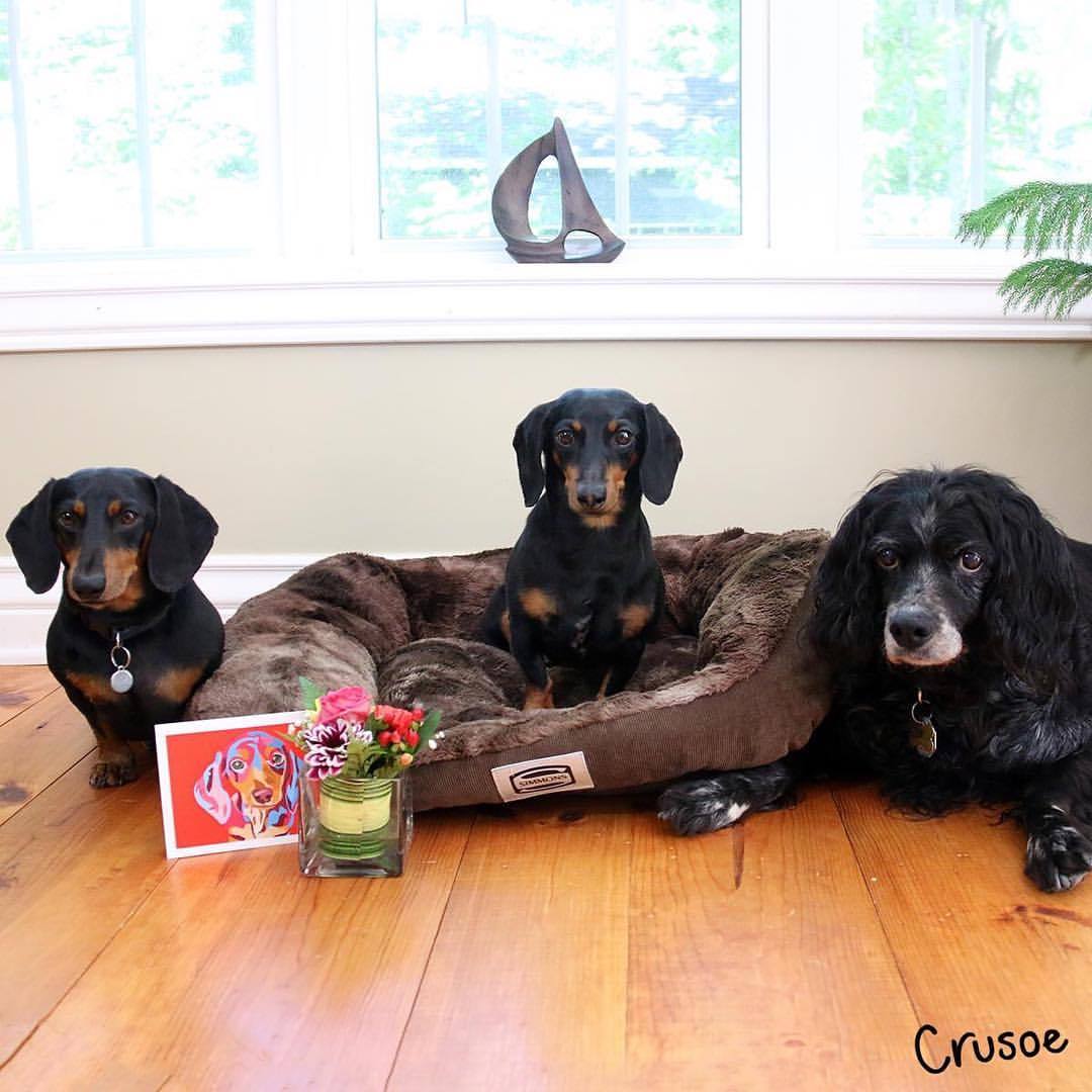 Crusoe the celebrity dachshund — “I was so touched to see my brother Oakley  and...