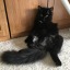 personwithacat
