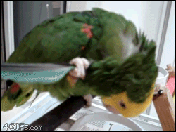 Smart parrot uses feather to scratch itself