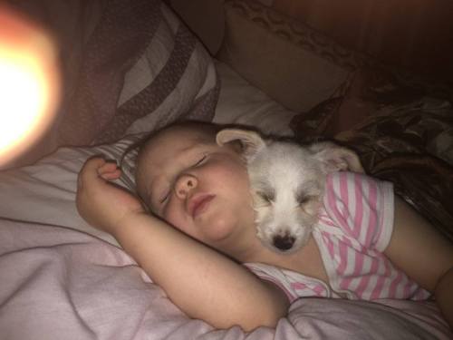 catsbeaversandducks:  Lilly The Puppy And Matilda “One evening about one and a half months ago I was driving with my youngest daughter on a dark road when a car in front of me slammed on a breaks forcing me to break sharply and nearly going of the road