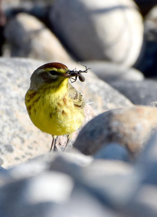 Palm Warbler (Setophaga palmarum), hunting spiders on the beach.