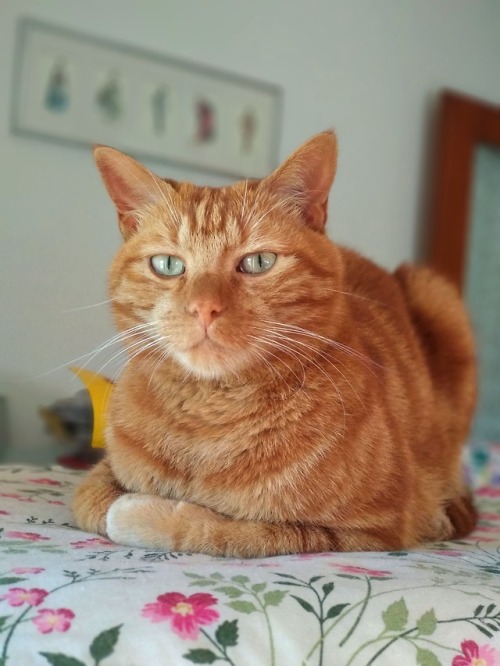 I’m a handsome catloaf 