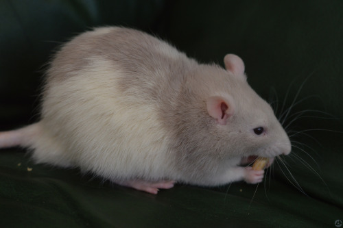 Gary!!!!! Garibaldi belongs to my sister &amp; he rebelled against his name and grew hair so now