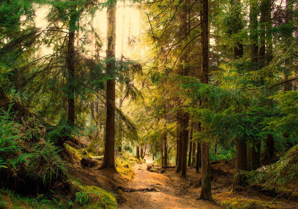 woodendreams:  (by Bathsheba 1) 