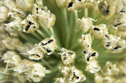 pragmaculture:Spring onion seeds getting ready to drop 