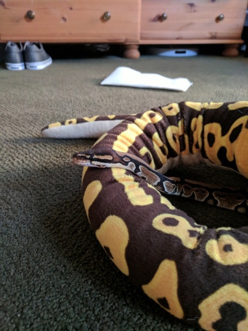 barbara-python:I’m back from house sitting!!While I was gone, my girlfriend got me this huge plushie