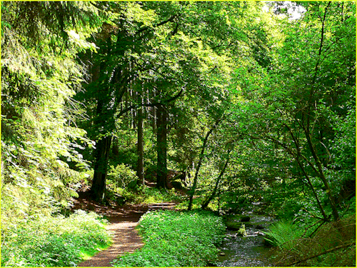 fotofreddy:  Walking in the German forrest