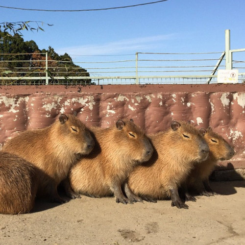 dailycapybara: (by capybara camera) When nobody wants to join your conga line
