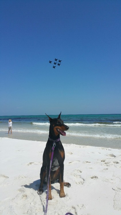 medic981:Emma at Pensacola Beach.  She was photo bombed by the Blue Angels.