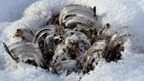 Ice crystals, my winter garden.  As the ground freezes, the ice crystals push up.