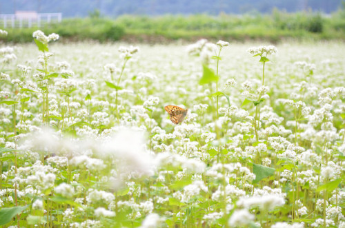 そばの花とミドリヒョウモン