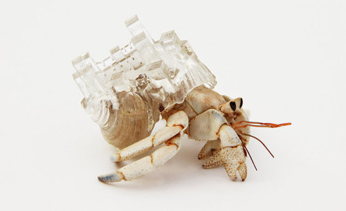 cauxcollective:  Caux Collective Introduces: Aki Inomata In her 2009 project named “Why Not Hand Over A ‘Shelter’ To Hermit Crabs?” Japanese Fine Artist Aki Inomata set about creating artistic, make-shift homes for the small crustaceans,