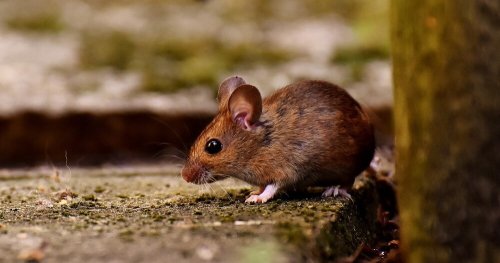 Mice And Murder Premiers Today!