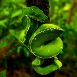 reptile101:  Green Tree Python 