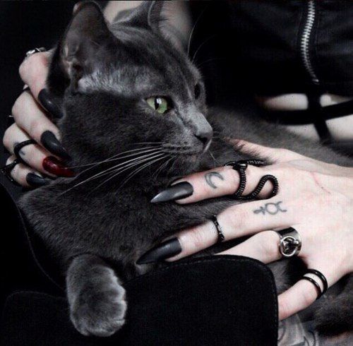 Black Cat Appreciation Post
