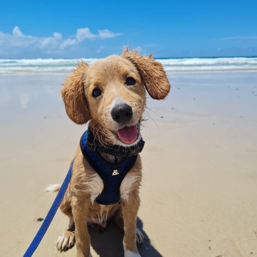 My first day at the beach! People love me for my ears, and I love people for their pets. viaSubmitte