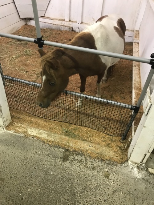 I love when the fair rolls around, baby animals , rodeo, demo derby , seeing lots of friends and their kids , and get to make some extra money too