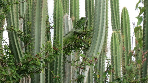 energycer: Green leguan in a cactus - St.Marten, Carribean 2016