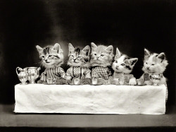 Harry W. Frees - Kittens in costume at banquet table with tea service, 1914.