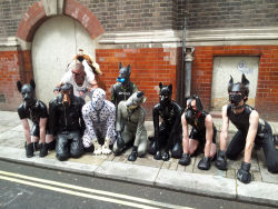 hruff:  London Pride 2012 Walking the Puppies