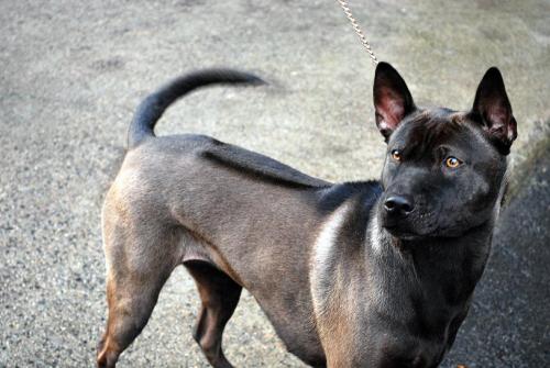 educatebeforeyoudiscriminate: Thai Ridgeback | dog blog | photo credit