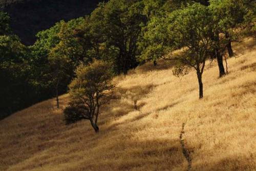 Just one more from my walk at Castle Rock Regional Recreation Area in Walnut Creek, California.29 