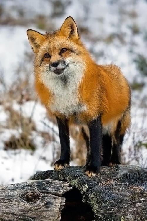 llbwwb:  Curiosity. By Stephen W. Oachs . 