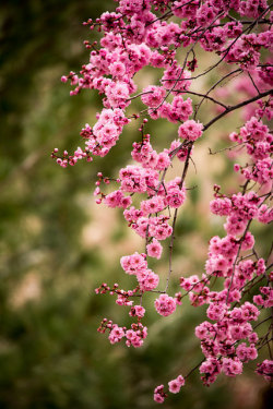 outdoormagic:  pink plum by raspberrytart on Flickr. 