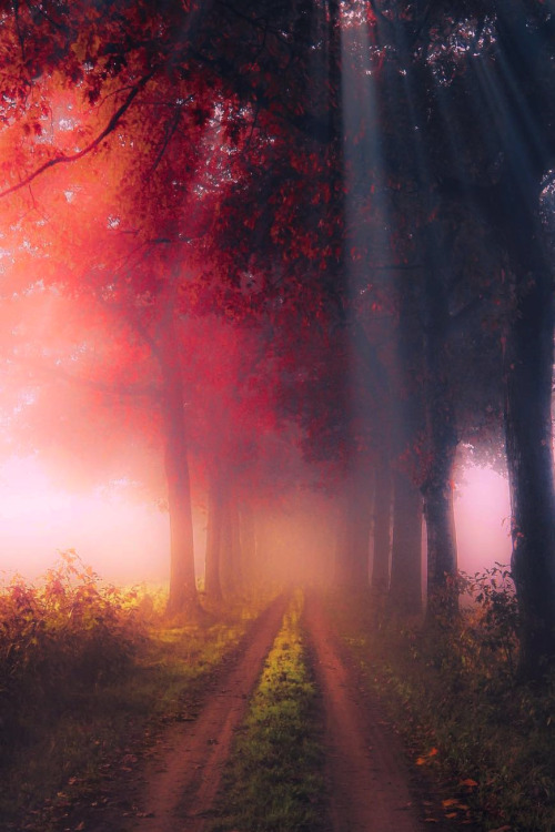 stargazerdaisy: lsleofskye:A dreamy morning path | ingmvr_ @vesperass-anuna - dreams floating in the