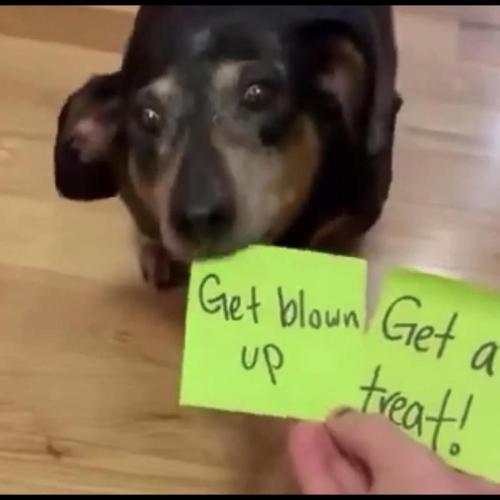 Presenting: A Series Of Various Dog Related Images