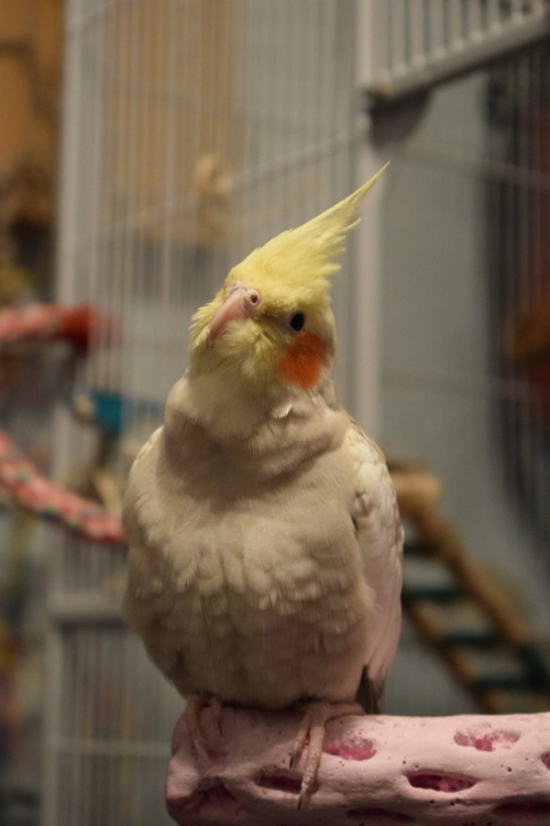 [Image: Kairi the cinnamon pearl cockatiel sitting on a pink perch with her head slightly tilted]A g