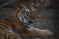 dailyblep:  Every Good Tiger Deserves Blepdailyblep.tumblr.com