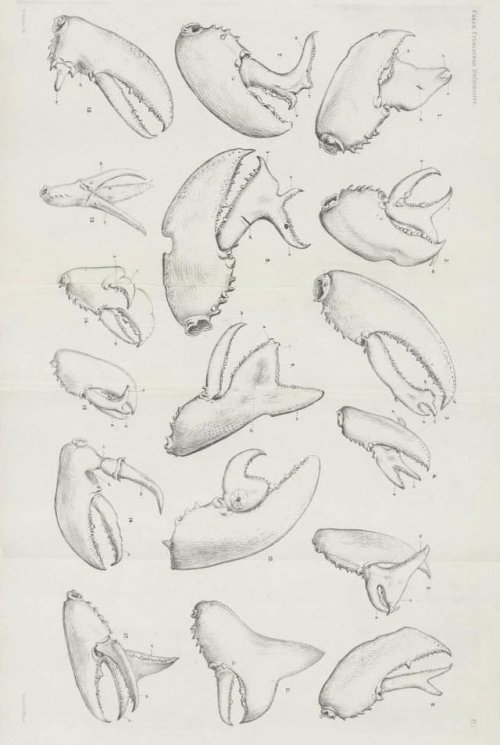 bowelflies:rare snippers