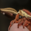 mothgalspam