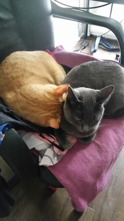 This is Steve (orange) and Kovu (grey). They love each other; even if Kovu won’t admit it, his