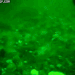 pseudomantis:Toys