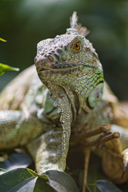 flowerling:  Relaxed iguana | Tambako the