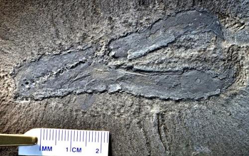 An early Jurassic Konservat-LagerstätteThe mouthful of German in the title is a term awarded to spec