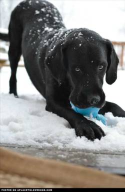 aplacetolovedogs:  Hi everyone! I’m Hemingway, a Newfoundland/Lab mix and this is my I’m so happy for the first snowfall look! Original Article