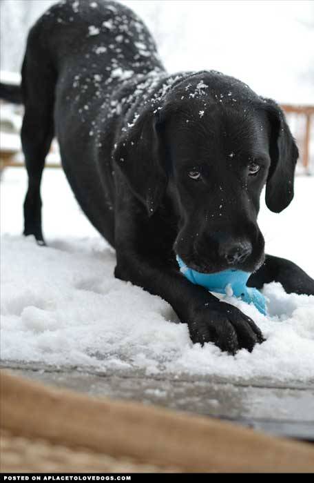 Porn photo aplacetolovedogs:  Hi everyone! I’m Hemingway,