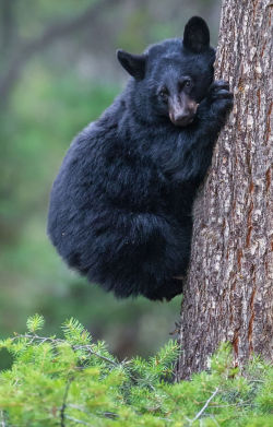 fuck-yeah-bears:  Tree Hugger by Mike Clark 